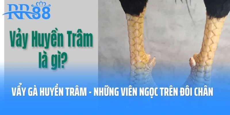 Bí Ẩn Vẩy Gà Huyền Trâm - Những Viên Ngọc Trên Đôi Chân Gà